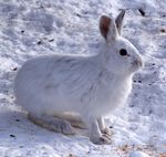 TAHOME NATURE EDUCATION: WINTER ANIMAL OLYMPICS GRADES K-5 - TAHOE INSTITUTE FOR NATURAL ...