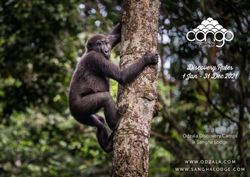 Discovery Rates 1 Jan - 31 Dec 2021 - Odzala Discovery Camps & Sangha Lodge - Wetu Content Central