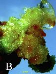 Morphogenetic pathways of floral and brood buds of Begonia sutherlandii Hook. F. induced in tissue culture