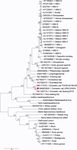 Molecular detection and characterisation of Domestic Cat Hepadnavirus (DCH) from blood and liver tissues of cats in Malaysia - BMC ...