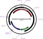 Molecular detection and characterisation of Domestic Cat Hepadnavirus (DCH) from blood and liver tissues of cats in Malaysia - BMC ...