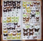 Butterflies of the Northwest Territories
