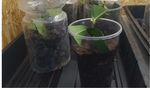 The Effect of Hydrogel on Plant Growth - International Journal of Oil, Gas and Coal Engineering - Science Publishing ...