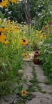 Beautiful Non-Invasive Plants for your Garden - A Guide for Southern Ontario - Ontario ...