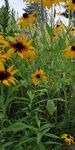Beautiful Non-Invasive Plants for your Garden - A Guide for Southern Ontario - Ontario ...