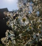 Beautiful Non-Invasive Plants for your Garden - A Guide for Southern Ontario - Ontario ...