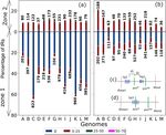 Clusters of hairpins induce intrinsic transcription termination in bacteria