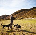 Action on agricultural emissions - A discussion document on proposals to address greenhouse gas emissions from agriculture