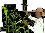 FACILITATORS' FIELD GUIDE FOR FARMER FIELD SCHOOLS ON PARTICIPATORY PLANT BREEDING - Module: Participatory Variety Enhancement