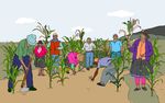 FACILITATORS' FIELD GUIDE FOR FARMER FIELD SCHOOLS ON PARTICIPATORY PLANT BREEDING - Module: Participatory Variety Enhancement