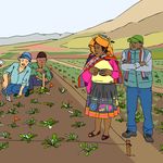 FACILITATORS' FIELD GUIDE FOR FARMER FIELD SCHOOLS ON PARTICIPATORY PLANT BREEDING - Module: Participatory Variety Enhancement