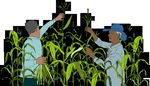 FACILITATORS' FIELD GUIDE FOR FARMER FIELD SCHOOLS ON PARTICIPATORY PLANT BREEDING - Module: Participatory Variety Enhancement