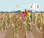 FACILITATORS' FIELD GUIDE FOR FARMER FIELD SCHOOLS ON PARTICIPATORY PLANT BREEDING - Module: Participatory Variety Enhancement
