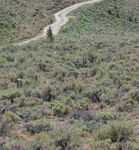 Idaho Moose, Bighorn Sheep & Mountain Goat - 2017 & 2018 Seasons & Rules - Controlled Hunt Application Period