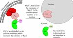 The Atypical Protein Kinase C Small Molecule Inhibitor &zeta;-Stat, and Its Effects on Invasion Through Decreases in PKC-&zeta; Protein Expression - Frontiers