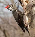 PILEATED WOODPECKER INSIDE: The Woodpecker Family Hammer-Heads Watching Woodpeckers - Idaho.gov