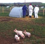 National Pig Centre - www.CIELivestock.co.uk @CIELivestock1