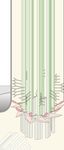 Phosphorylation and Ubiquitylation Regulate Protein Trafficking, Signaling, and the Biogenesis of Primary Cilia
