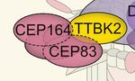 Phosphorylation and Ubiquitylation Regulate Protein Trafficking, Signaling, and the Biogenesis of Primary Cilia