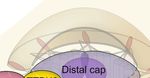 Phosphorylation and Ubiquitylation Regulate Protein Trafficking, Signaling, and the Biogenesis of Primary Cilia