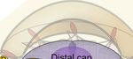 Phosphorylation and Ubiquitylation Regulate Protein Trafficking, Signaling, and the Biogenesis of Primary Cilia