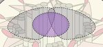 Phosphorylation and Ubiquitylation Regulate Protein Trafficking, Signaling, and the Biogenesis of Primary Cilia