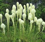 Mountain Echo - Sempervirens Fund