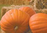 Pumpkins on Parade - Illinois Ag in the Classroom