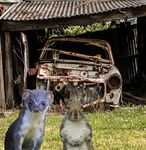 "BURROWING OWL AT SUNRISE" - SEE THE OTHER WINNERS ON PAGES 10-12! - WildCare