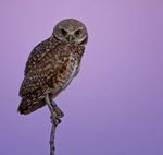 "BURROWING OWL AT SUNRISE" - SEE THE OTHER WINNERS ON PAGES 10-12! - WildCare