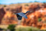 Australia's WEST COAST - 2021 & 2022 VOYAGES - Abrolhos Islands & the Coral Coast Ningaloo & the Blue Water Wonders of Australia's West ...