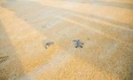 Cherating Beach Malaysia - Club Med