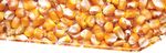 2021 LEGEND SEEDS - Kelly Jack Idalou, TX 806-892-3932 Jack Seed & Supply