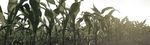 2021 LEGEND SEEDS - Kelly Jack Idalou, TX 806-892-3932 Jack Seed & Supply