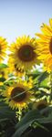 2021 LEGEND SEEDS - Kelly Jack Idalou, TX 806-892-3932 Jack Seed & Supply