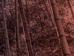 ANNUAL REVIEW 20202020 - Confederation of Asian and ...