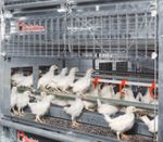 NATURA-Rearing The modern aviary for rearing of healthy pullets