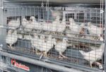 NATURA-Rearing The modern aviary for rearing of healthy pullets