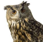 The 7 Things Your Health Insurance Customers Are Not Telling You - And What To Do About Them