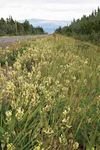 Common Yukon Roadside Flowers