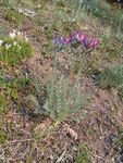 Common Yukon Roadside Flowers