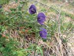 Common Yukon Roadside Flowers