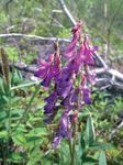 Common Yukon Roadside Flowers