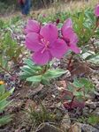 Common Yukon Roadside Flowers
