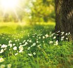 Healer - Spring 2021 - The magazine of the Harry Edwards Healing Sanctuary
