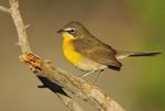 Yellow-breasted Chat (Icteria virens) in Ontario - Ontario Recovery Strategy Series - Ontario.ca