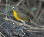 Yellow-breasted Chat (Icteria virens) in Ontario - Ontario Recovery Strategy Series - Ontario.ca