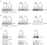 MODULATION OF CELLULAR SIGNALING PATHWAYS BY THE ONCOPROTEINS OF T-LYMPHOTROPIC HERPESVIRUSES REGULATION ZELLUL&Auml;RER SIGNALWEGE DURCH DIE ...
