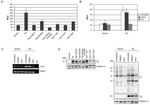 MODULATION OF CELLULAR SIGNALING PATHWAYS BY THE ONCOPROTEINS OF T-LYMPHOTROPIC HERPESVIRUSES REGULATION ZELLUL&Auml;RER SIGNALWEGE DURCH DIE ...
