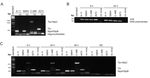 MODULATION OF CELLULAR SIGNALING PATHWAYS BY THE ONCOPROTEINS OF T-LYMPHOTROPIC HERPESVIRUSES REGULATION ZELLUL&Auml;RER SIGNALWEGE DURCH DIE ...